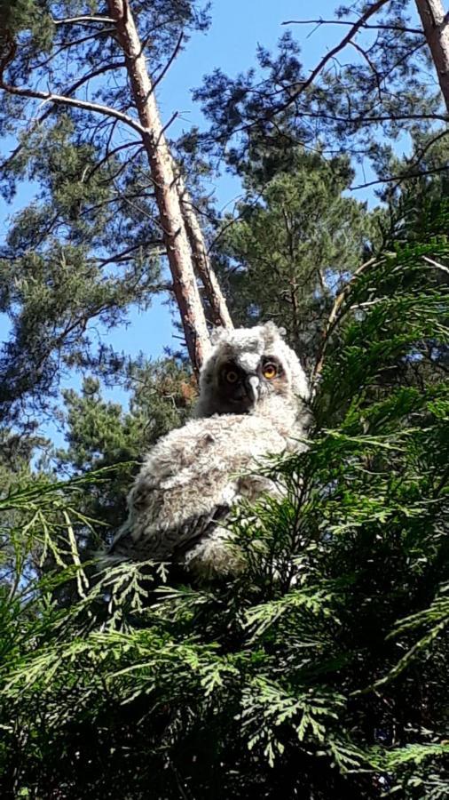 Ferienhaus Reetdach 1300qm Privatgrundstück Bootssteg Templin Lübbesee Uckermark Erholung pur Seenplatte Petersdorf  Exteriör bild